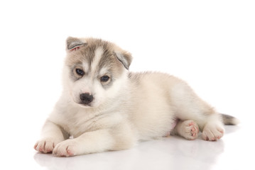 Cute siberian husky puppy lying on white background