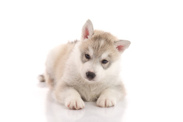 Obraz premium Cute siberian husky puppy lying on white background
