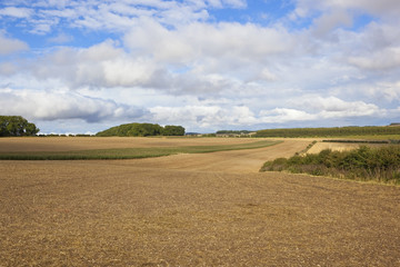 Fototapeta na wymiar cultivated fields in the yorkshire wolds
