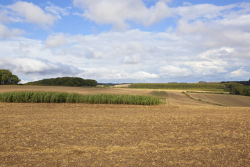 Fototapeta na wymiar agricultural scenery