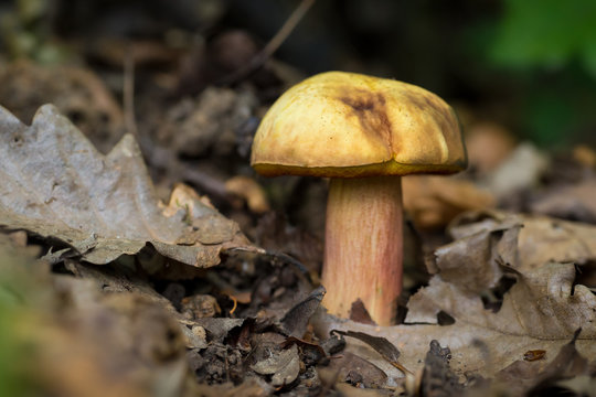 Edible forest mushroom in it's natural habitat, autumn concept