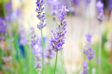 Lavender field in Japan