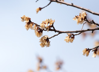 dead flowers on the tree in spring after frost