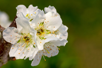 blossom flowers