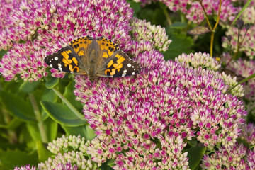 painted lady butterfly