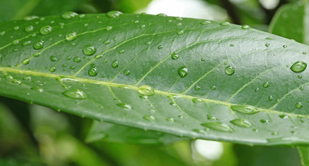 Gouttes d'eau sur une feuille
