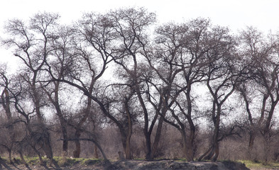 bare branches of a tree