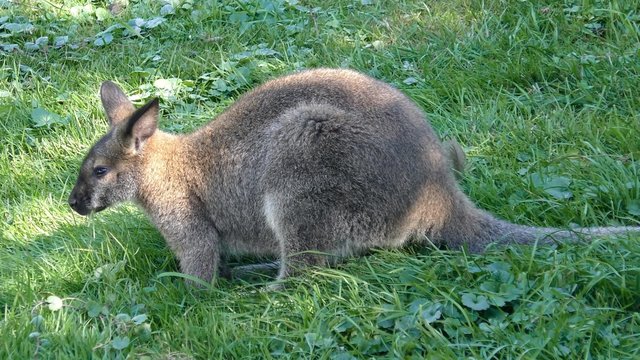 Bennett kangaroo during feeding