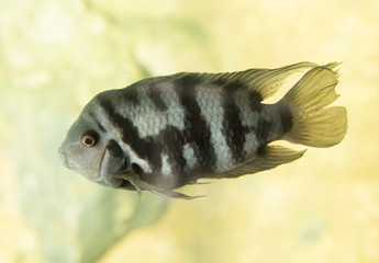 fish in an aquarium