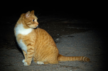 Orange cat in the night © fotoduets