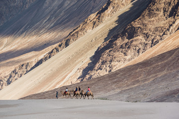 Tourist ride carmels at Hunder village in Nubra Valley, Ladakh, Jammu and Kashmir, India