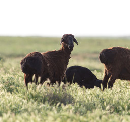 Fototapeta premium sheep in the pasture