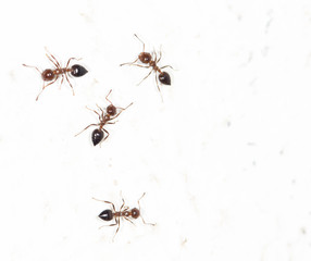 ants on a white wall