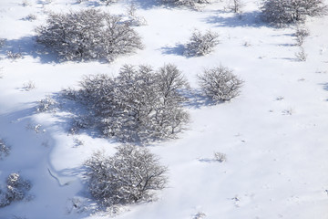 tree in snow in the mountains