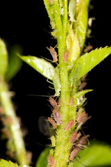 aphids on the plant. close
