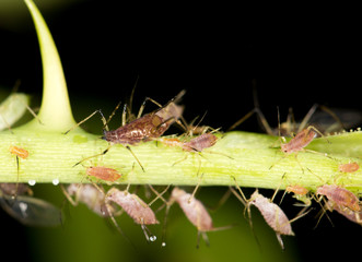 aphids on the plant. close