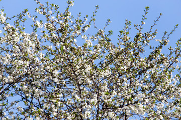 white flowers on a tree against the blue sky