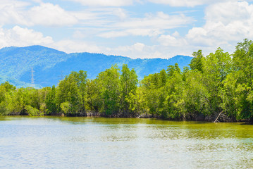 Beautiful mangrove forest landscape in thailand