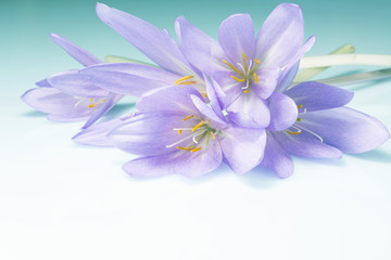 beautiful greeting background with flowers