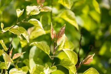 green leaves on the tree in nature