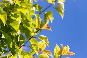 Obraz premium leaves on a tree against the blue sky