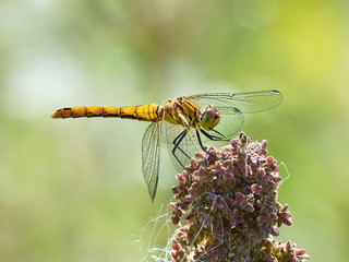 Vagrant darter (Sympetrum vulgatum)