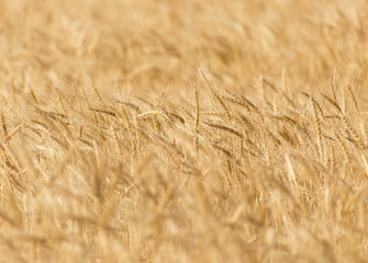 ears of wheat on the nature