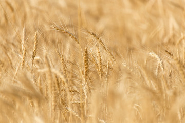 ears of wheat on the nature
