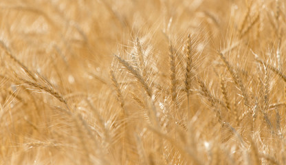 ears of wheat on the nature