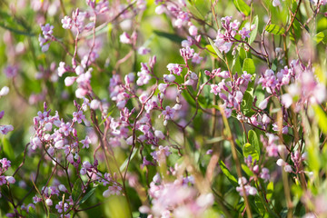 Beautiful little flowers in nature