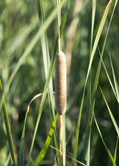 bulrush in nature as a background © schankz
