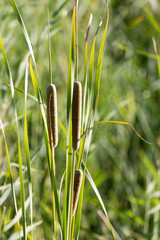 bulrush in nature as a background