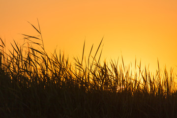 Fototapeta premium bulrush on background sunset