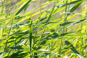 bulrush in nature as a background © schankz