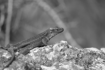 The Lizard