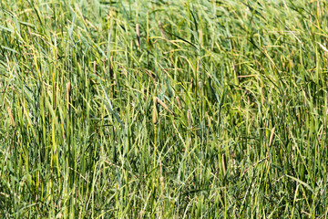 bulrush in nature as a background © schankz