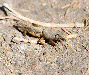 grasshopper in nature