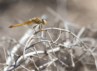 dragonfly on nature
