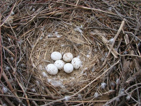 Яйца птицы на дне большого гнезда