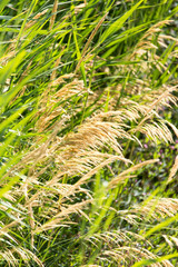 bulrush in nature as a background © schankz