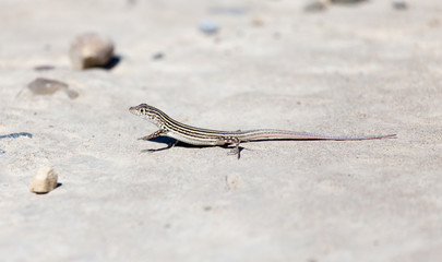 Lizard on concrete