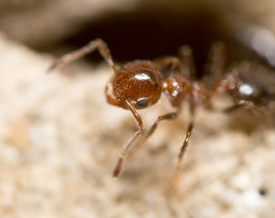 ant on the ground. Super Macro
