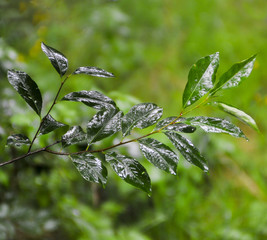 close up of water drops on fresh green leaves background