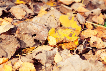 Fallen autumn leaves