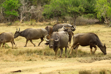 Fototapeta premium Wildbüffel, Yala East / Kumana Natioal Park, Sri Lanka