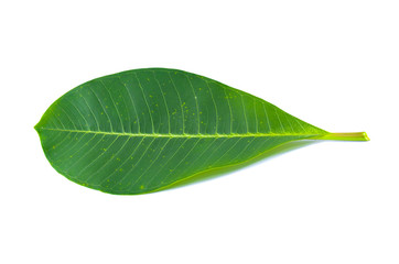 Fototapeta na wymiar leaf isolated