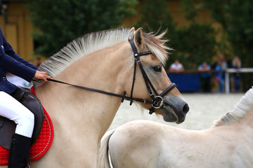 Head Shot Of A Sportive Norwegian Fjord Horse
