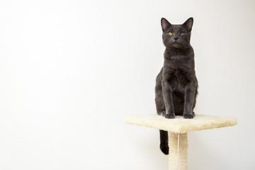 Young gray cat on cat tree, white background - 91358184