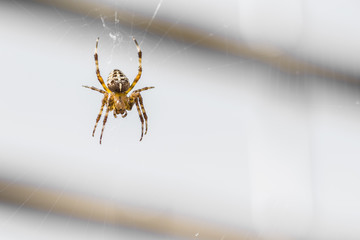 Kreuzspinne in ihrem Spinnennetz