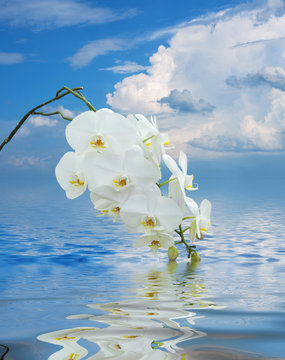White Orchid on Surface Rippled of water and sky background